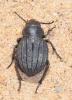Pimelia costata